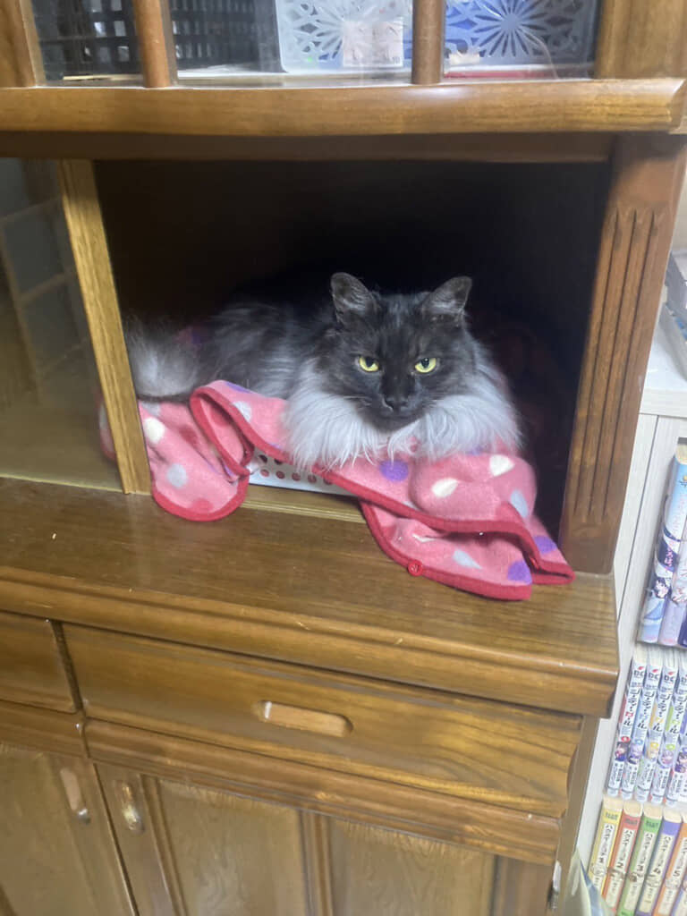 凛々（りり）しい表情もすてき（投稿主さん提供画像）