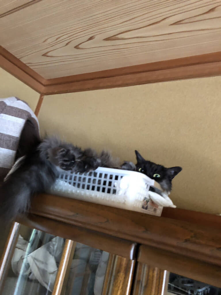 カメラの方をチラリッ（投稿主さん提供画像）