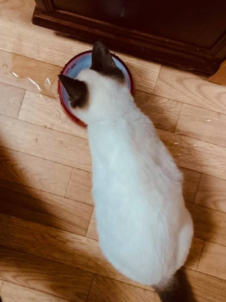 保護時のぽんちゃん