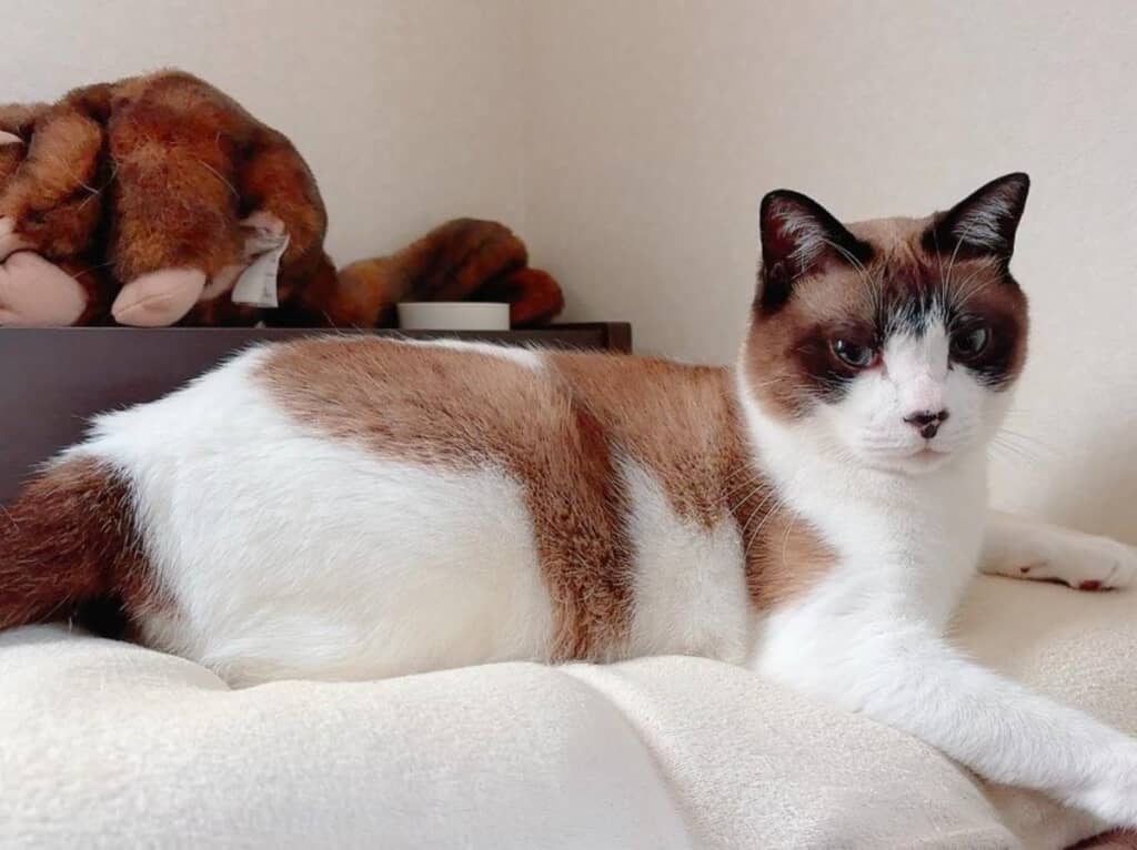 現在のぽんちゃん