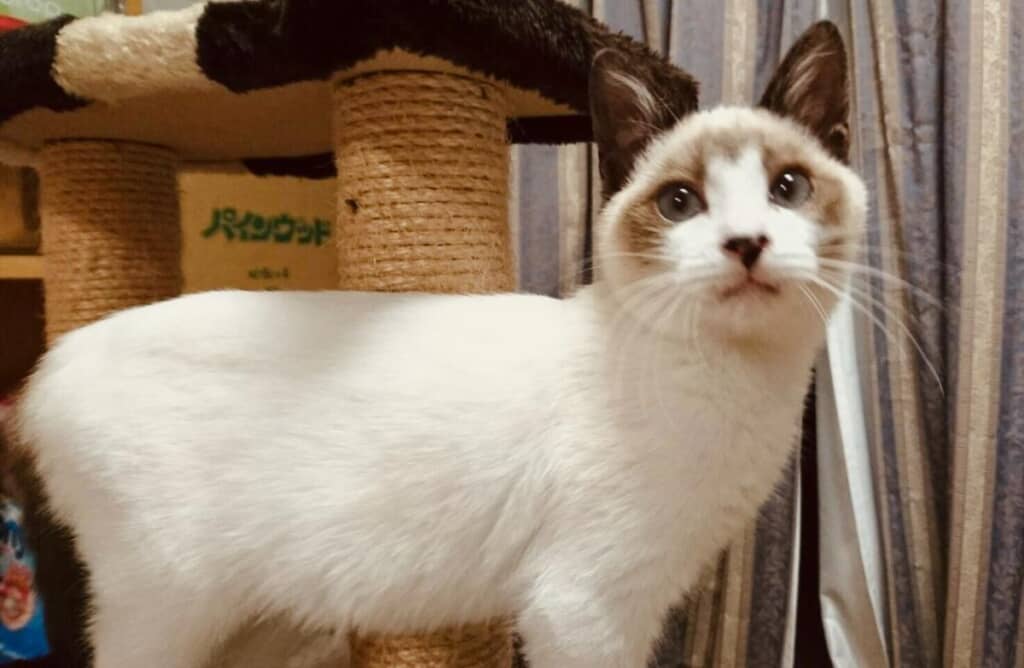 保護時のぽんちゃん