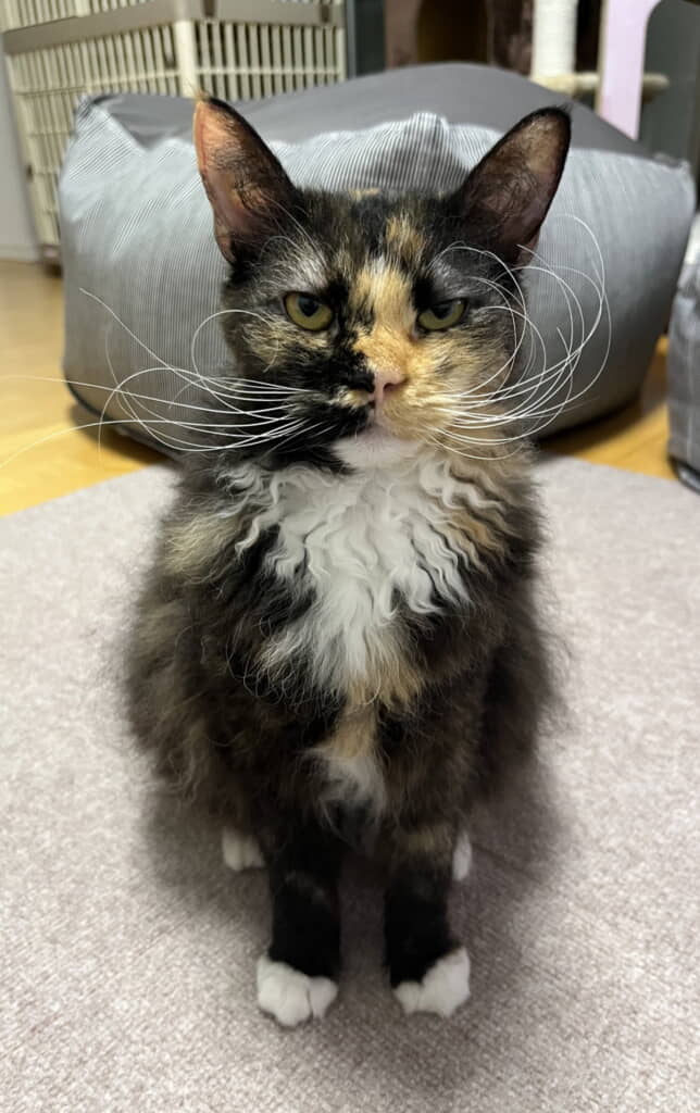 おヒゲがご立派です！