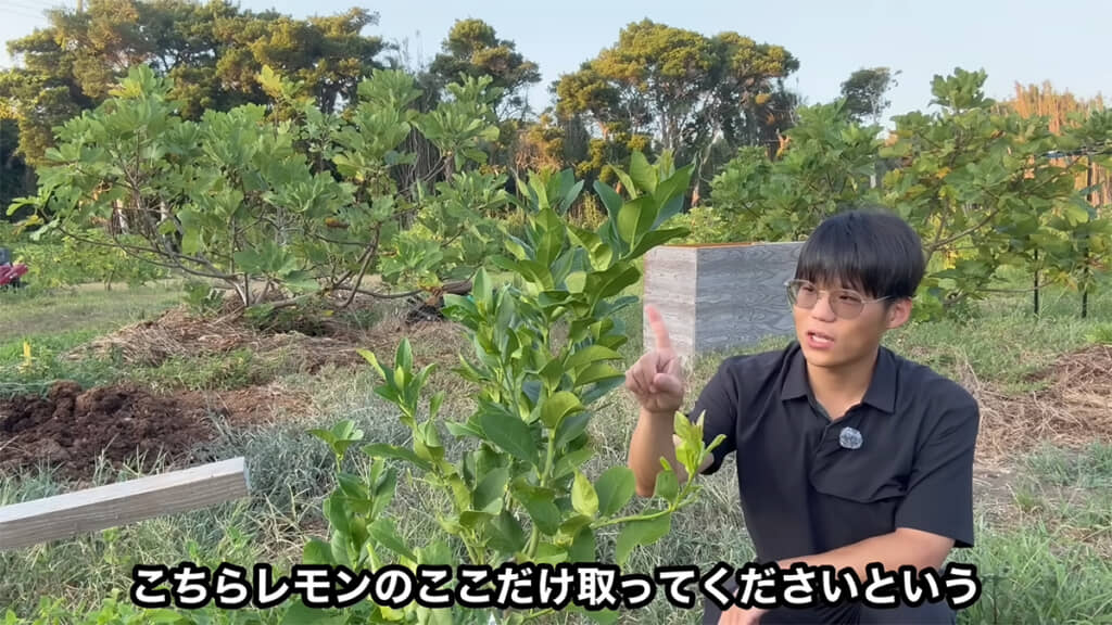 レモンの実をつけるためには、とある部分を取った方がいいようで……？