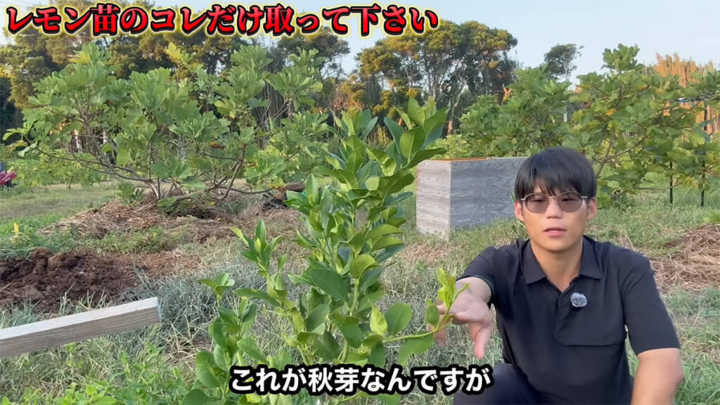 秋芽には生産性がないのだとか