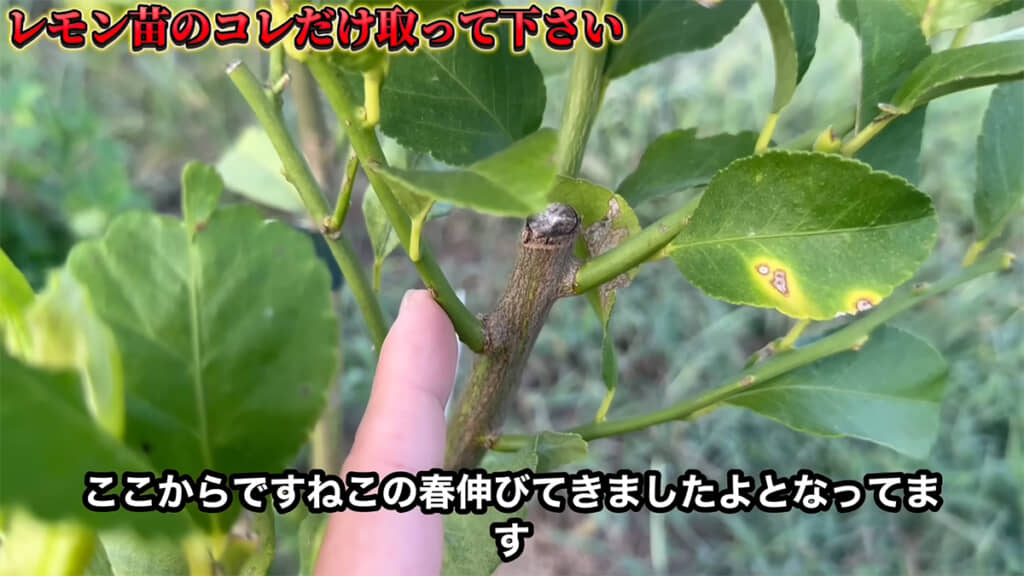 幹からぐっと春芽が伸びていき