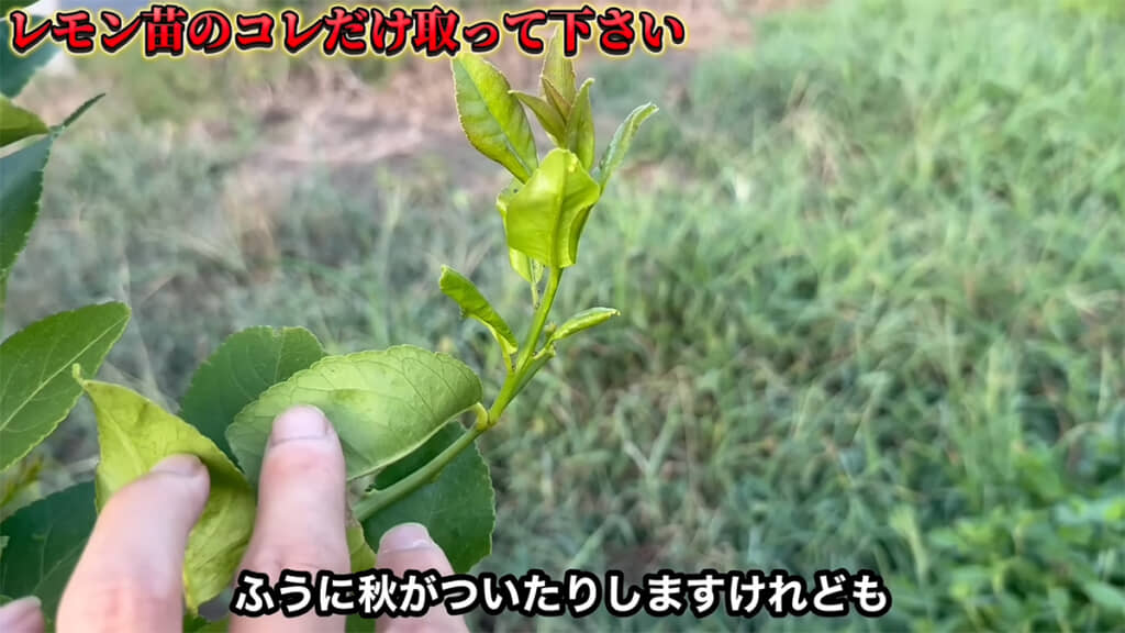 夏芽の先に秋芽がつくことも