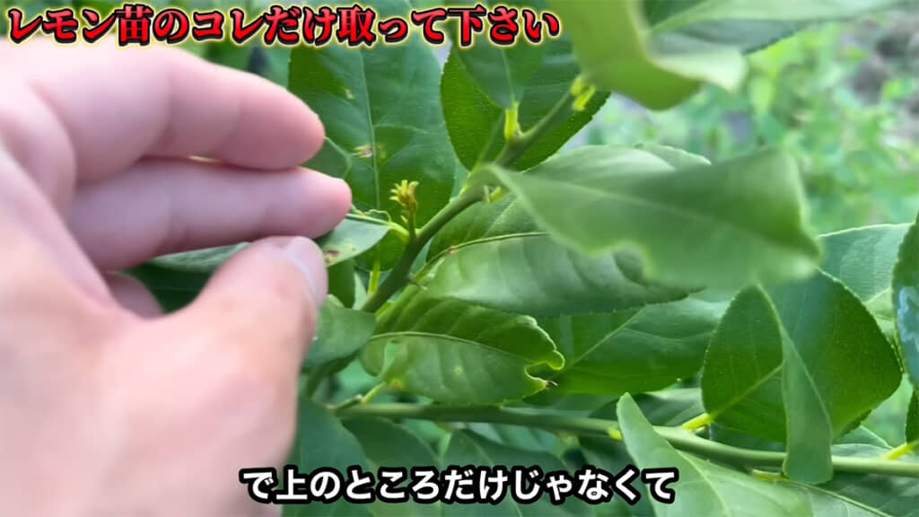 秋芽は間から出てくることも