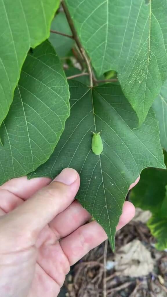 葉の中央にくっついている緑色の虫