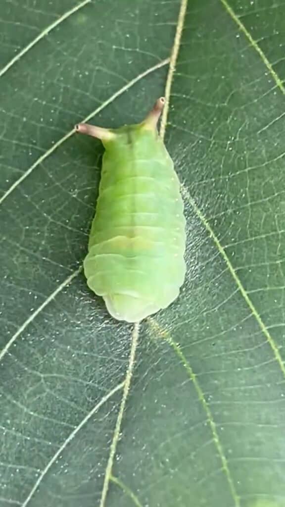 後方に2本の突起が生えているイモムシ