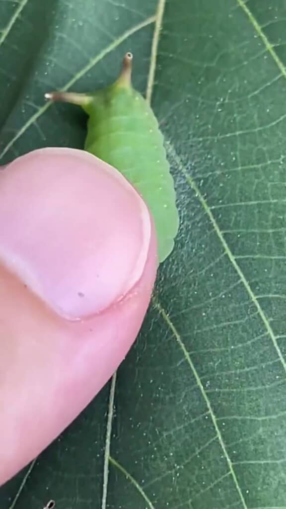 指でイモムシを触る投稿者