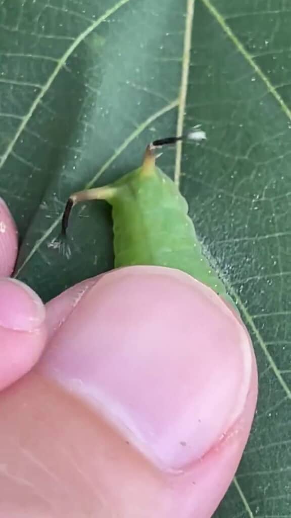 突起の先端から花火を出すイモムシ
