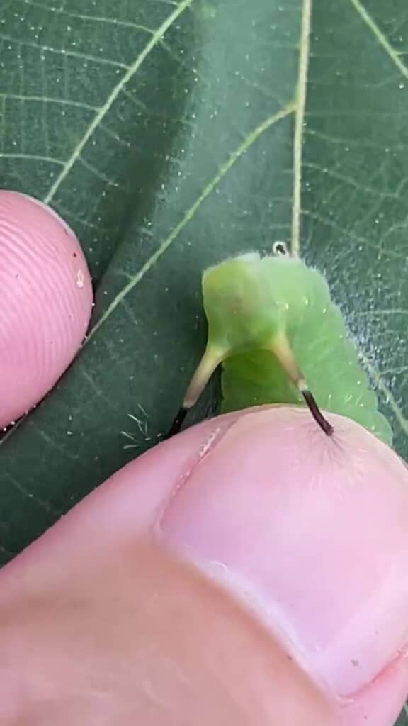 先端の花火を押し付けて威嚇するイモムシ