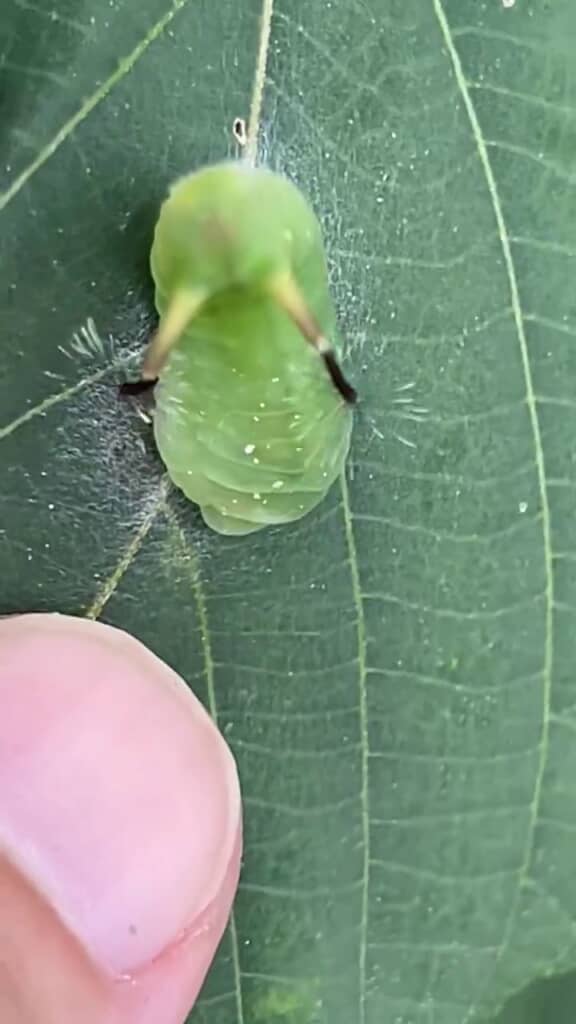指を離す投稿者と威嚇し続けるイモムシ