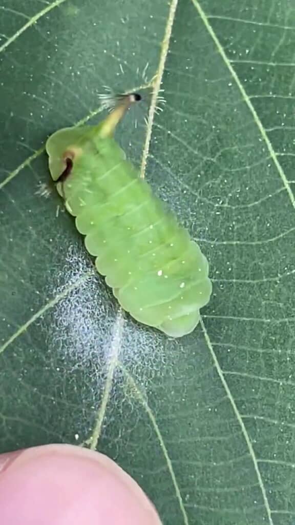 ウラギンシジミの前蛹と思われるイモムシ