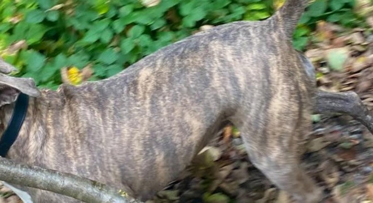 散歩中の愛犬、「投げてー！」と枝を持ってきて……「え？？？笑」「もう枝じゃない」　日に日に不安になる光景に飼い主困惑（1/3） | 犬 ねとらぼ