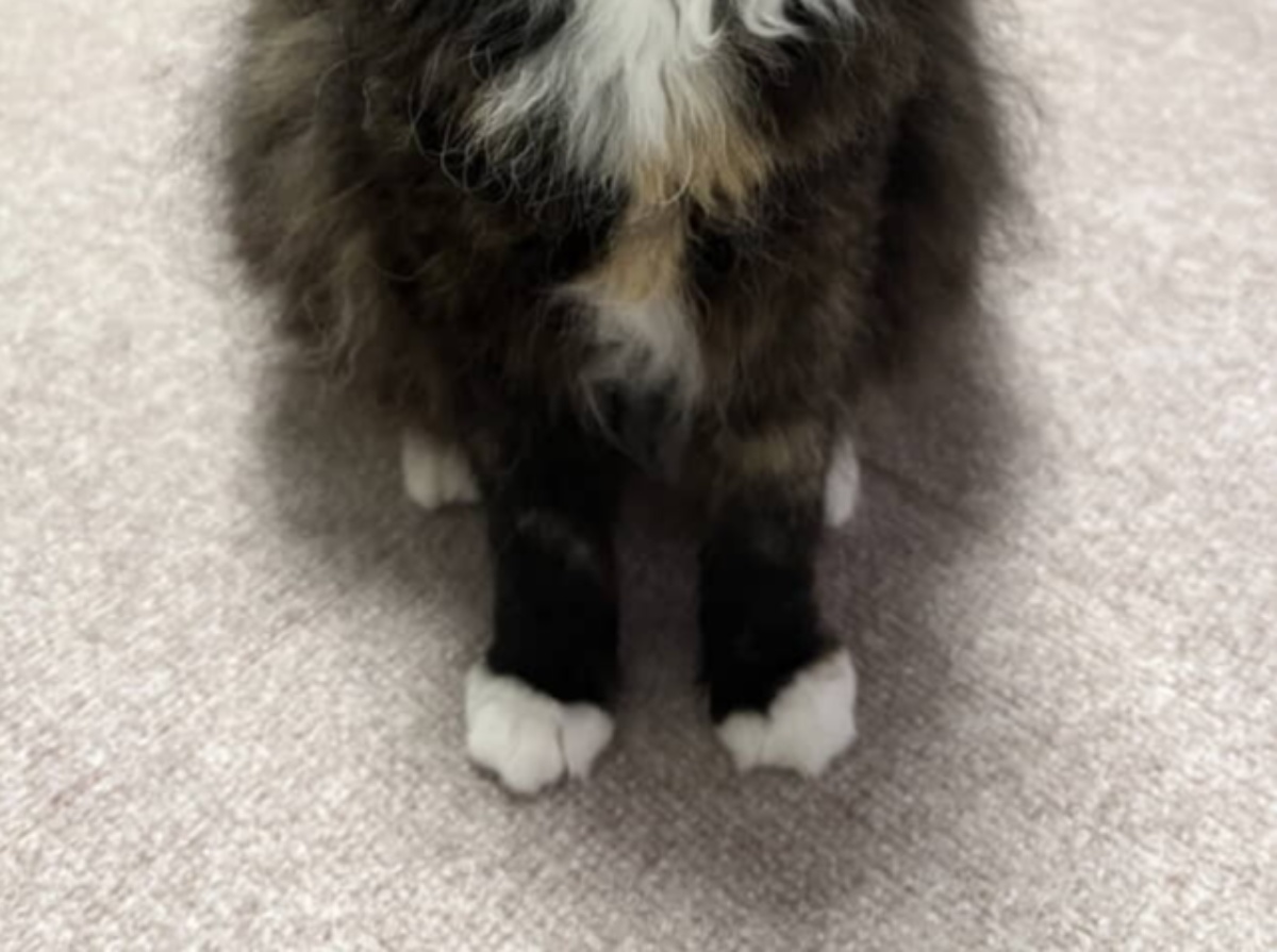 1759298144_cropped_resized_ima