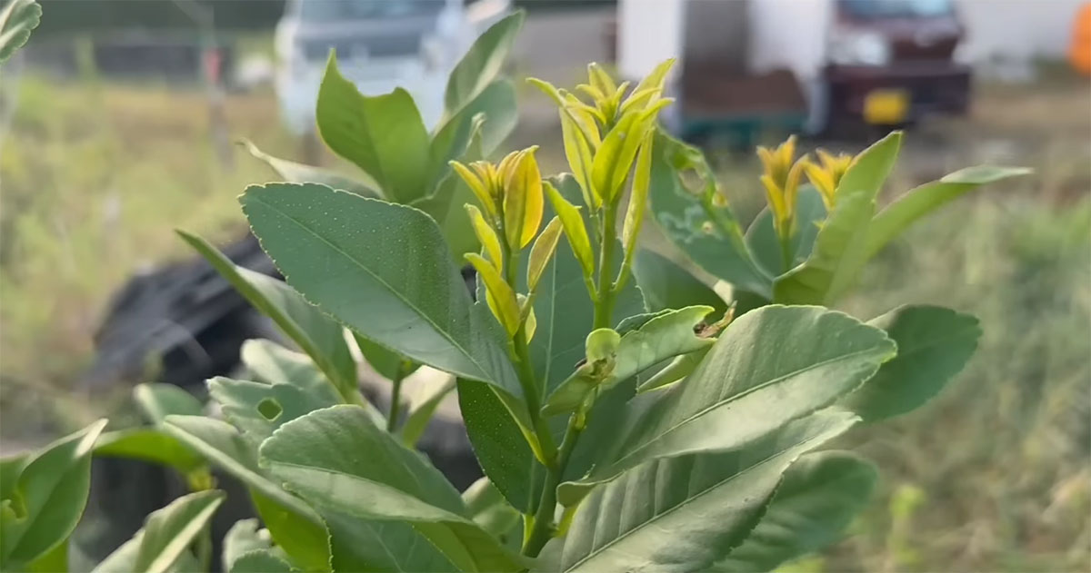 「レモンのこの部分、必ず取って」→実なりが変わる“秋の対策”に「まじかー」「知らんかった」「ちゃんとしよう」（1/3） | その他生き物 ねとらぼ