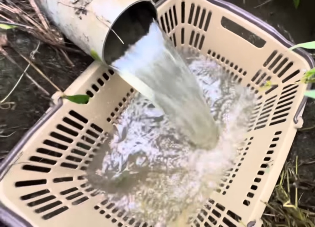 鯉を育てる野池からパイプで全部水を抜く→現れたのは……　とんでもないワイルドな光景に「感動です」「面白い」（1/3） | その他生き物 ねとらぼ