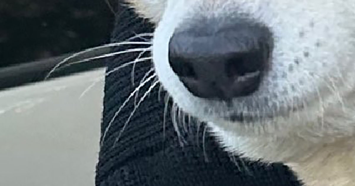 おばあちゃん「この子は大きいけどハスキー？」→愛犬の姿に飼い主困惑「そんなことって……」「ちょっと衝撃的すぎる」（1/3） | 犬 ねとらぼ