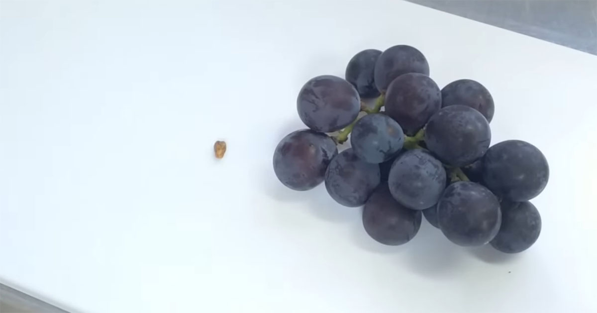 食べたブドウの種を植え、我が子のように5年育てたら……　結末に「マジですごい！」「本当に大変」「ドラマですね」（1/3） | その他生き物 ねとらぼ