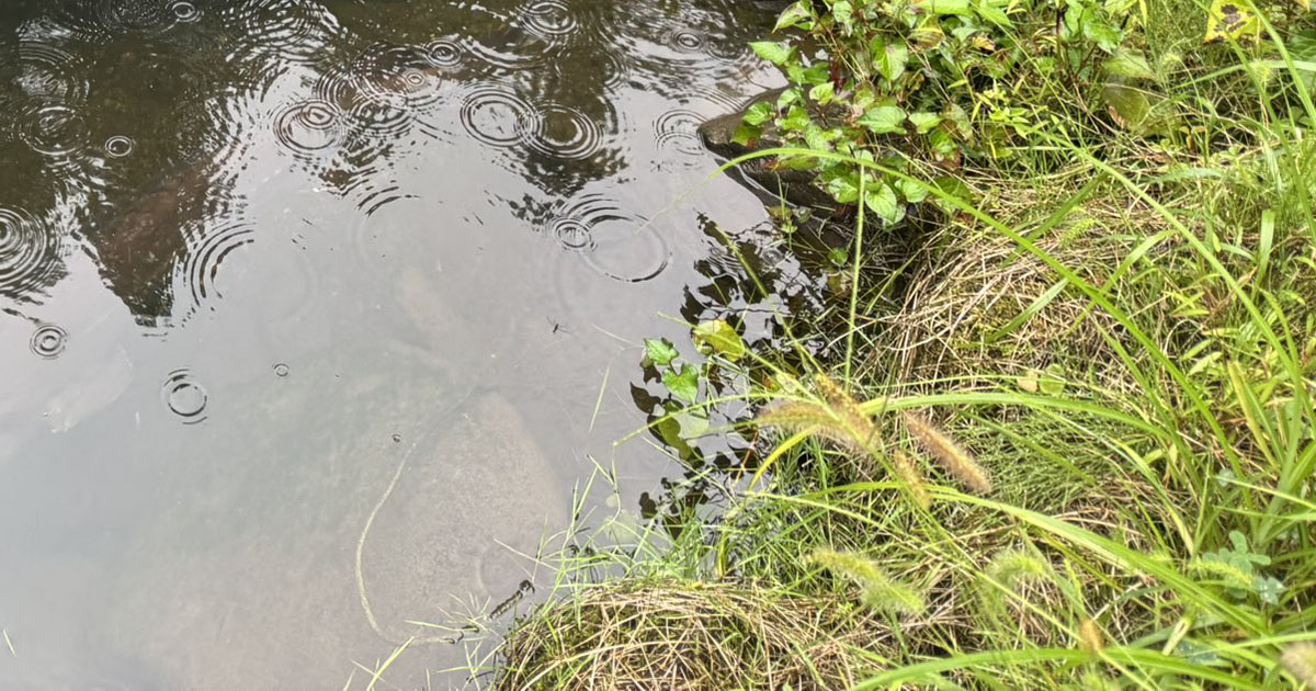友達のおじいちゃん家→大きな池で泳ぐ“まさかの生物”が220万表示　「ヤバすぎる」「うらやましい」「そんなに長生きするとは」（1/3） | その他生き物 ねとらぼ