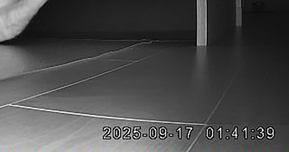 深夜のペットカメラに映っていたのは……　“突っ込まずにいられない”愛猫のポーズに「足の角度最高」「エアロビ中？」（1/3） | 猫 ねとらぼ