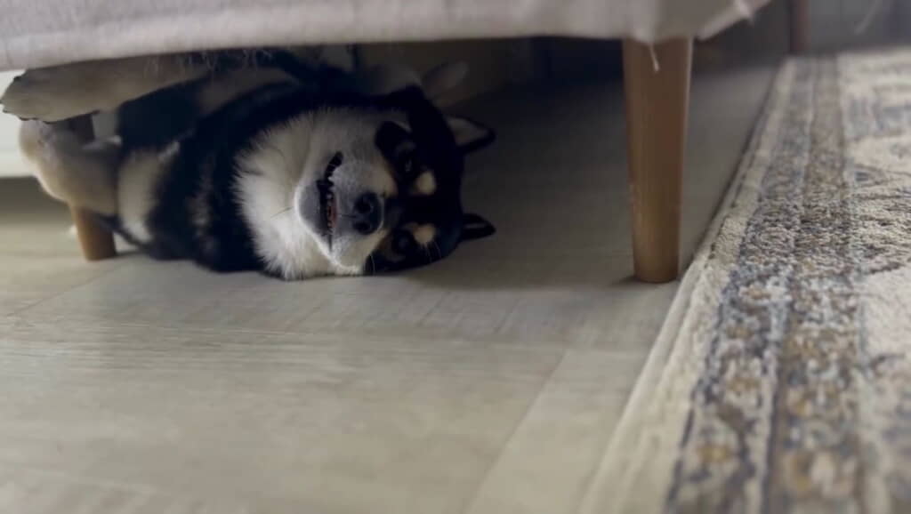 独特なポーズでくつろいでいます