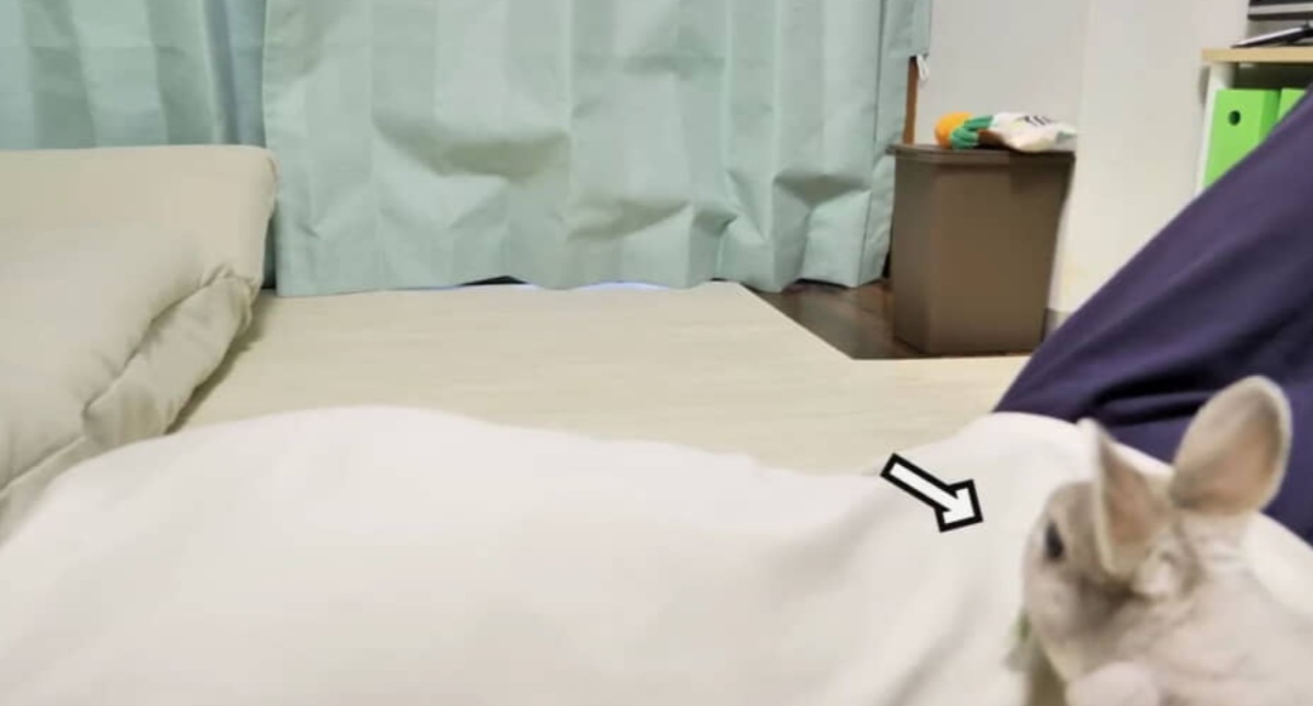 風邪で寝込む飼い主→ぐったりしていたら……「えっ……!?」　うさぎが持ってきたまさかの物に「泣ける」（1/3） | 小動物 ねとらぼ