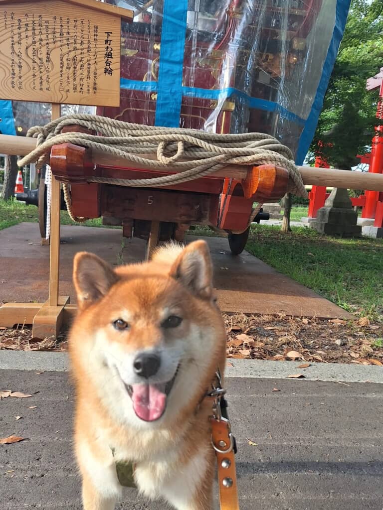 下町わ組の台輪の前で奇跡のカメラ目線