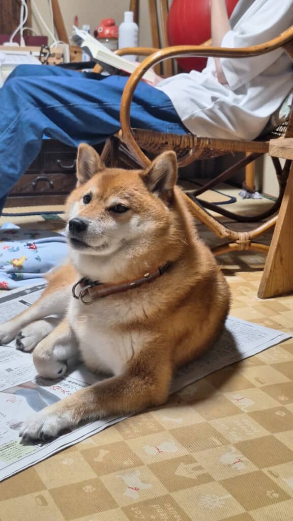 柴犬らしいツンデレです