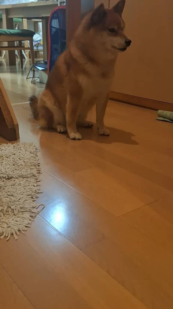 休みの日も早起きです