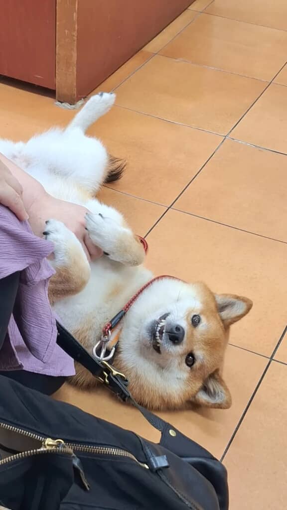 立派に看板犬していますね