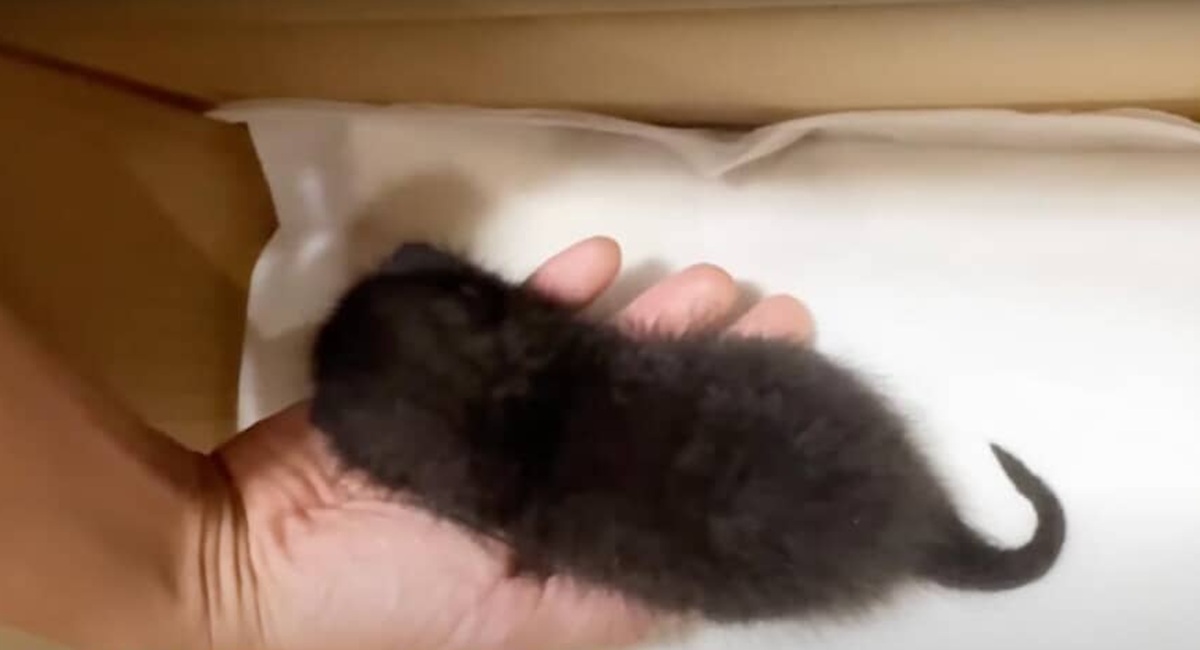 知人宅の庭でひとり鳴いていたのは……　3カ月後の子猫の姿に反響「泣いちゃったじゃんか」「ただただ感謝と尊敬しかない」（1/3） | 猫 ねとらぼ