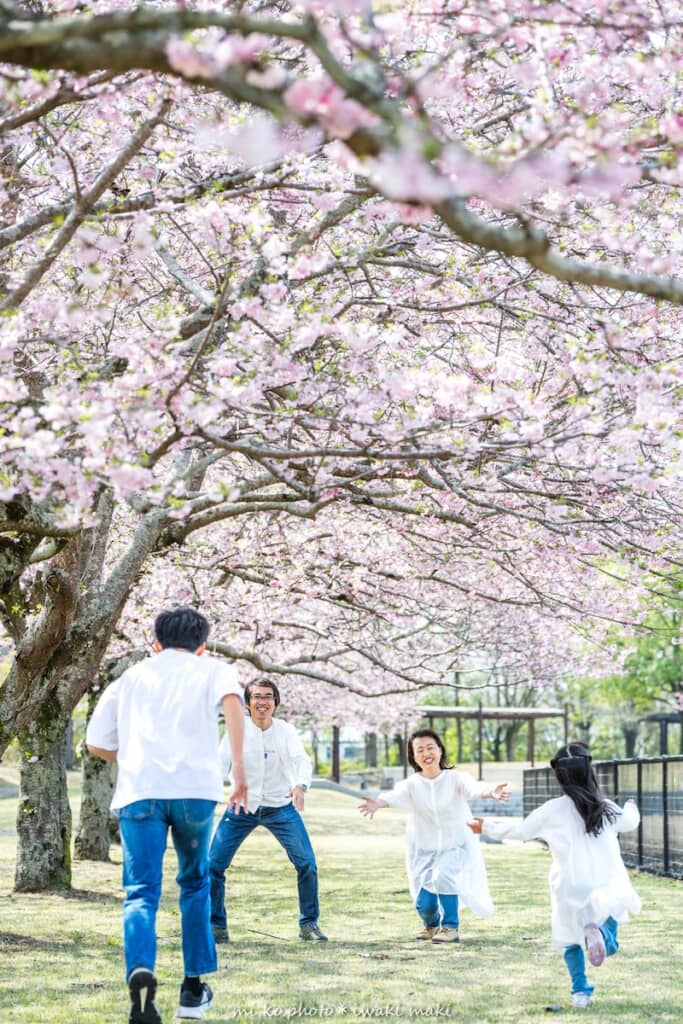 桜の下で遊ぶ4人家族