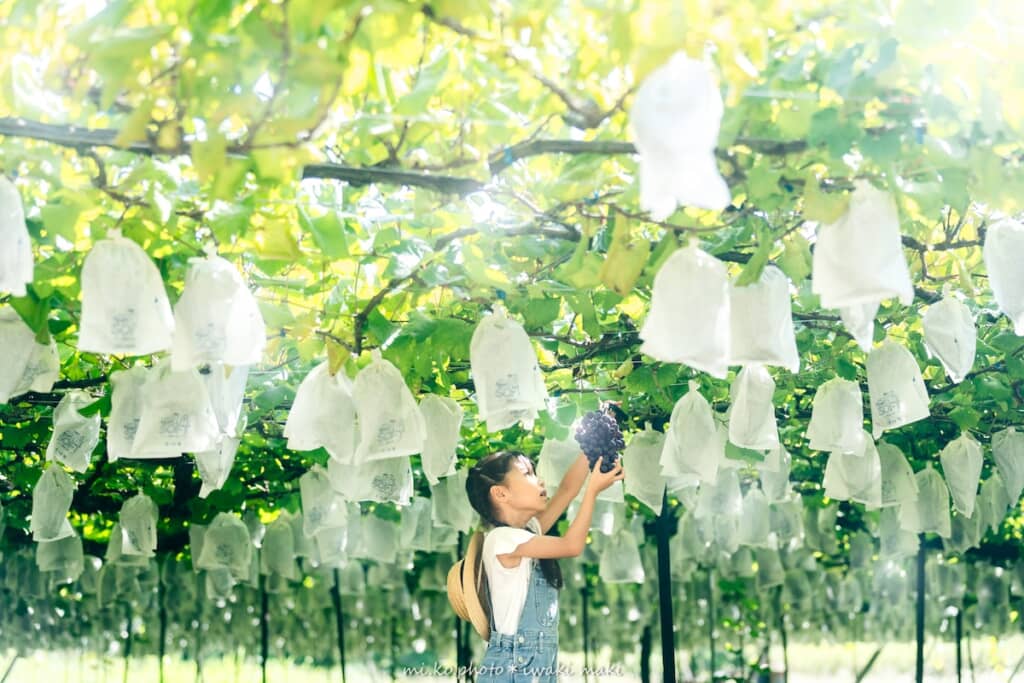 ぶどう狩りを楽しむ娘さん