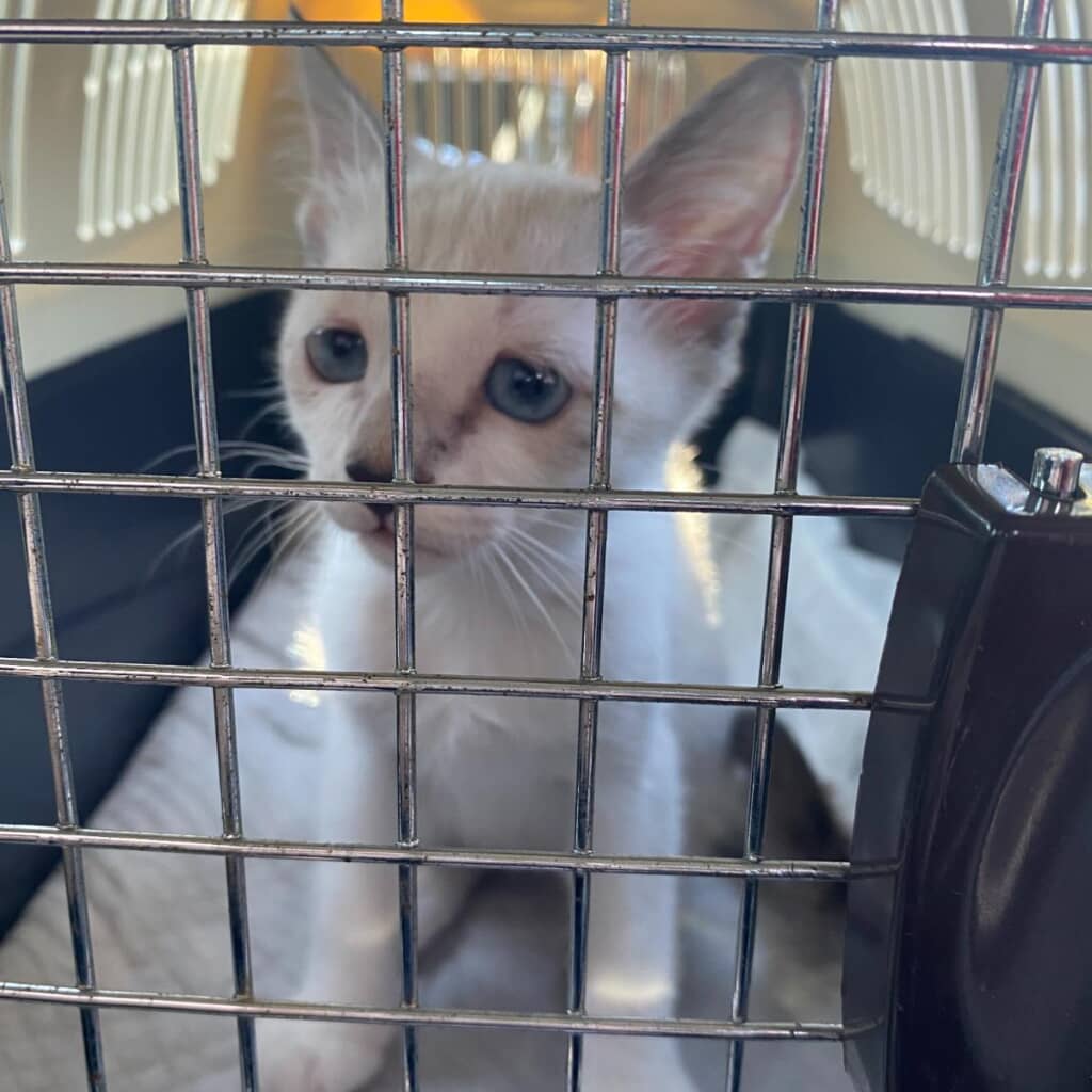 お迎え当初のミントちゃん