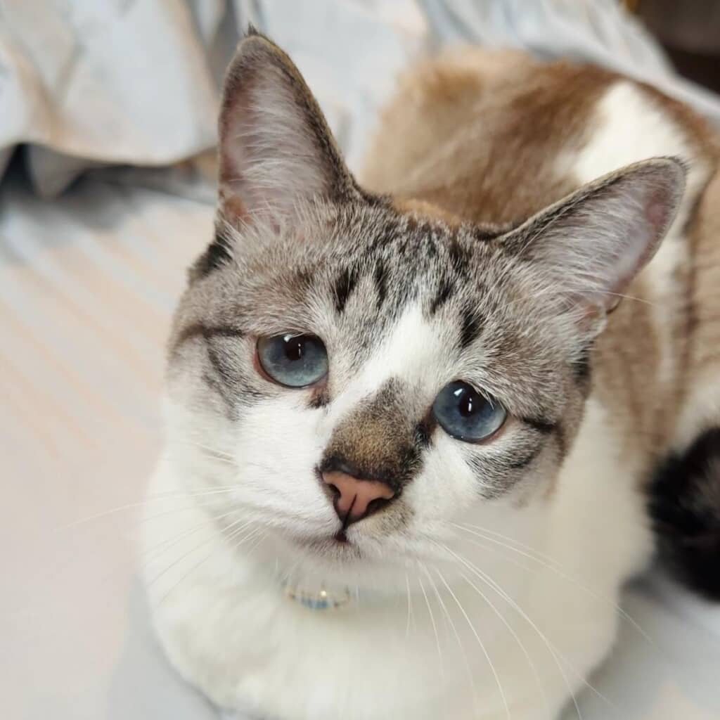 現在のミントちゃん