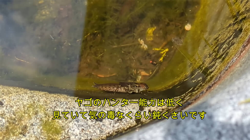 ビオトープで大きなヤゴを発見