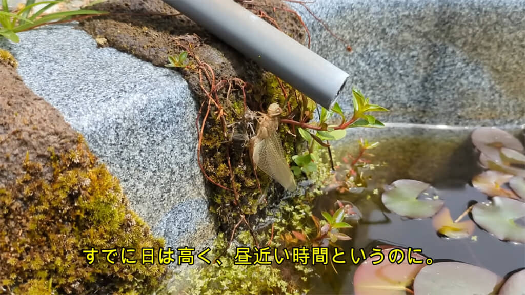 別の日、小さなヤゴが羽化していました