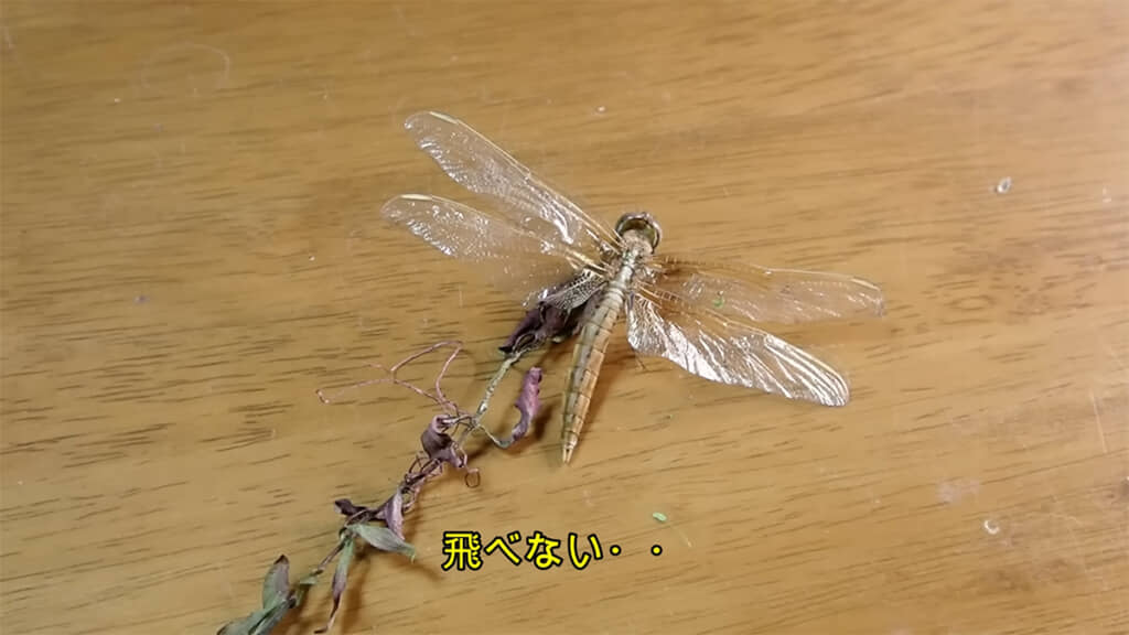 乾きましたが、飛ぶことができない様子