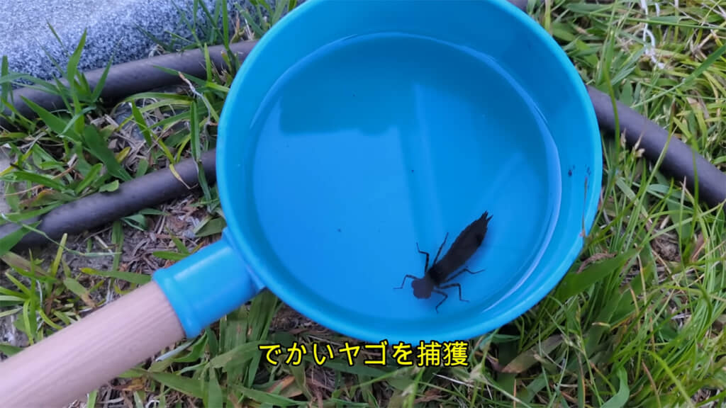ビオトープにいる大きなヤゴを捕獲しました