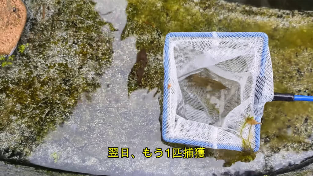 翌日にはもう1匹ヤゴを捕獲