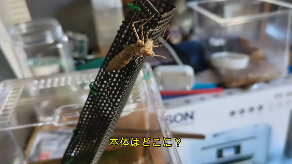 ヤゴが羽化していましたが、本体はどこに行ったのでしょうか