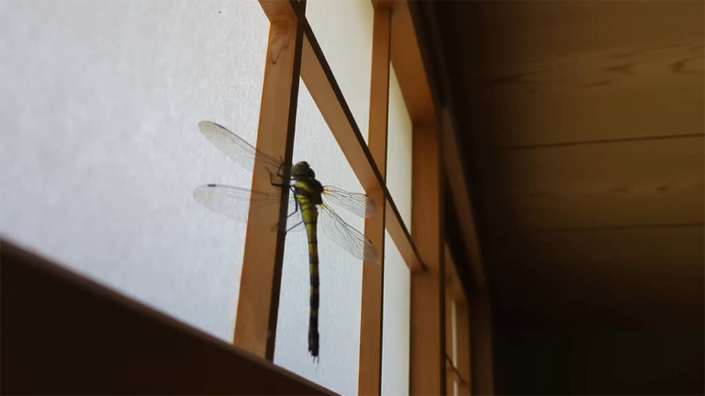 いました！トンボの種類が分かる方がいれば教えてほしいそうです