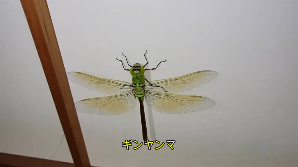 2匹目のヤゴはギンヤンマでした