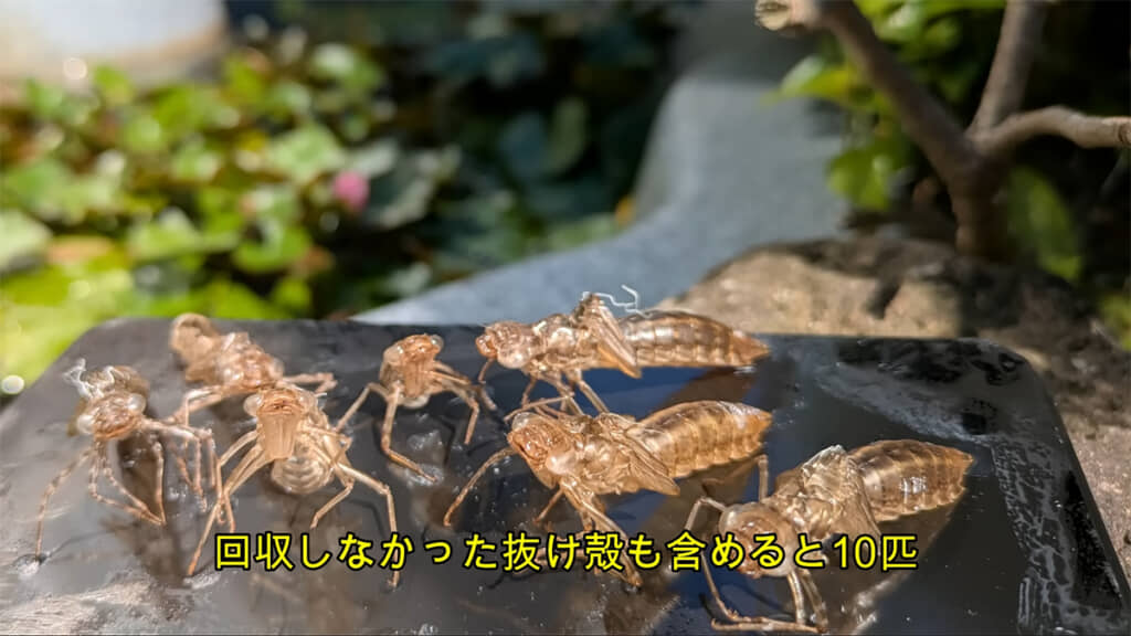 どうやらヤゴが大量発生、羽化したようです