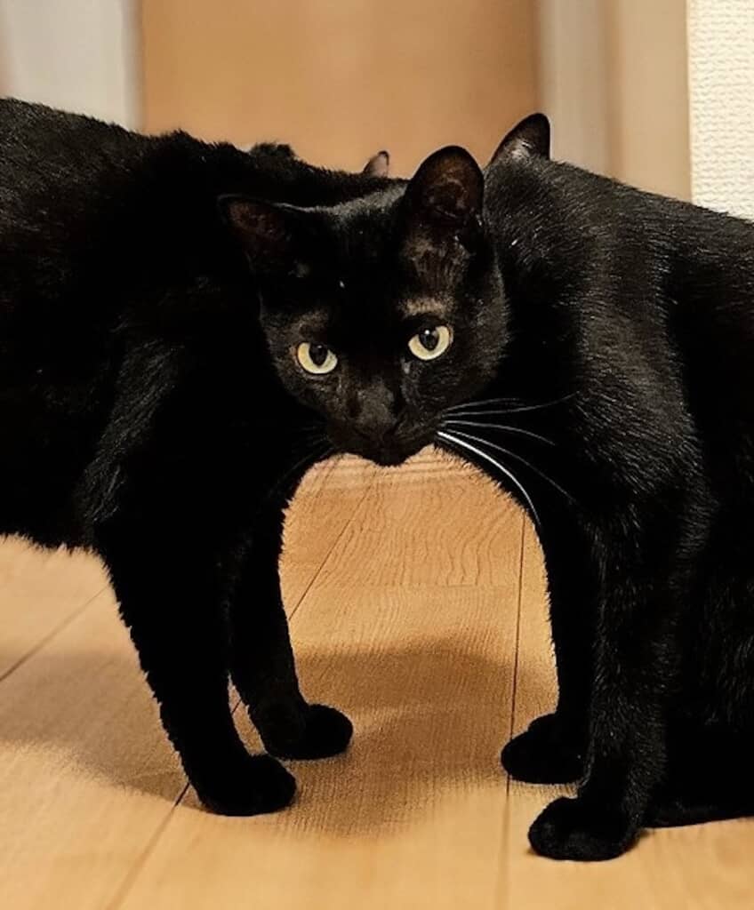 中央にのぞく小さな耳はサビ猫「サッサ」ちゃんの片耳