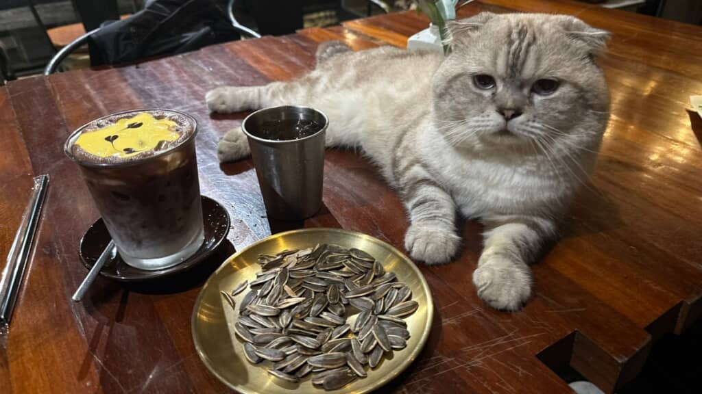 猫ちゃんの接客つきのカフェだと……？