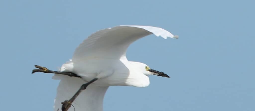 空を飛ぶコサギ