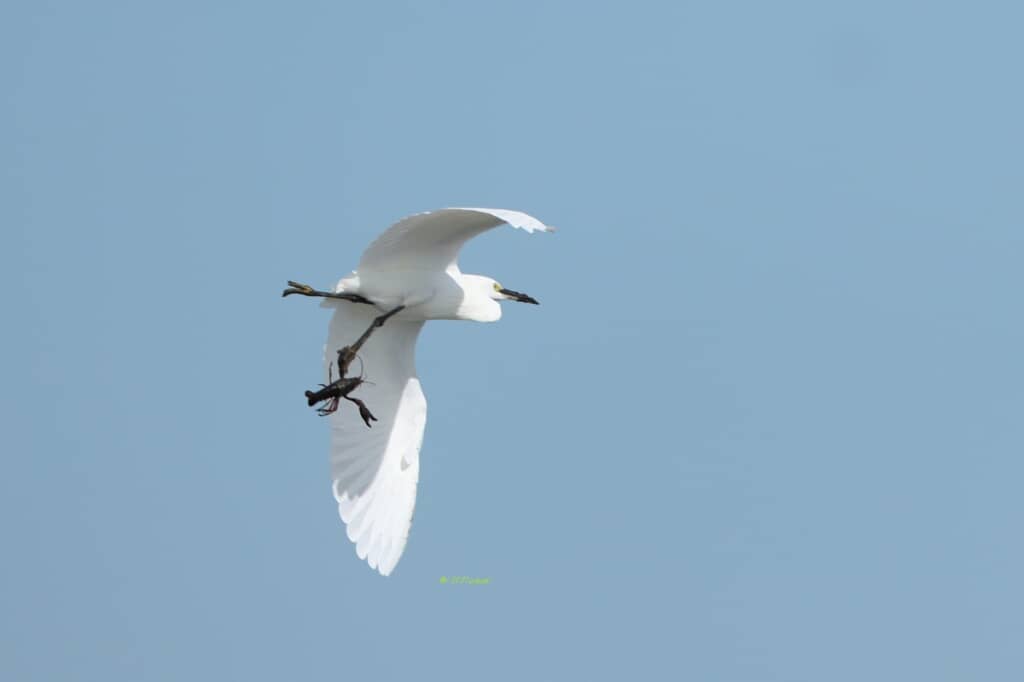 アメリカザリガニをぶら下げて飛ぶコサギ